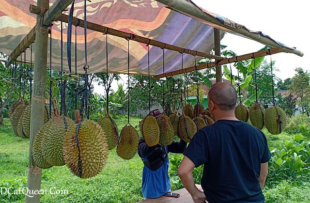 wisata kuliner di purwokerto, makan durian di baturaden