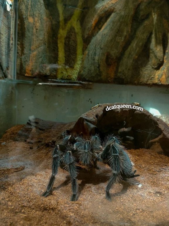 tarantula berbisa apa saja