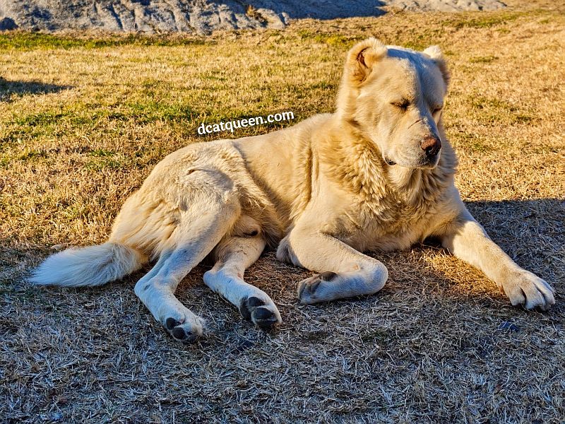 aneka anjing jinak di georgia