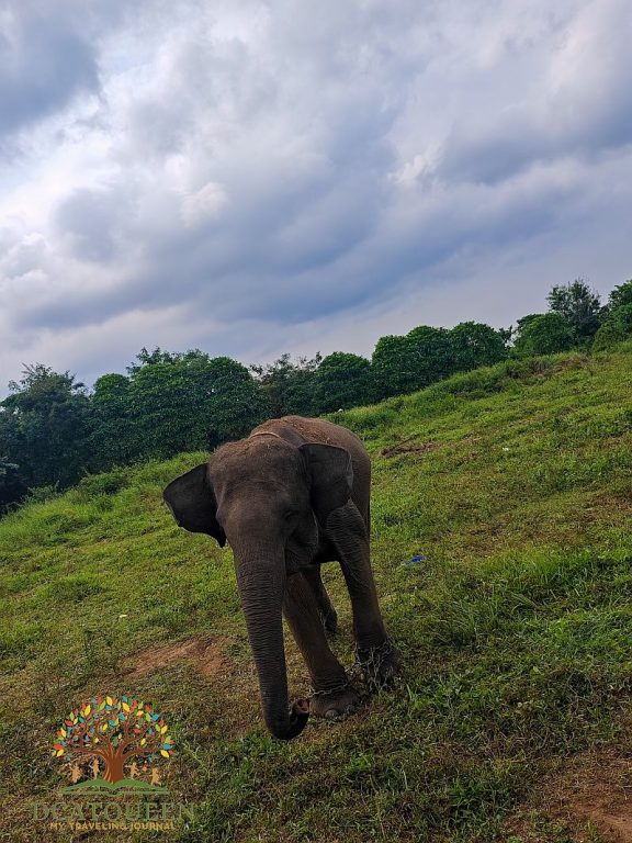 wisata gajah di way kambas