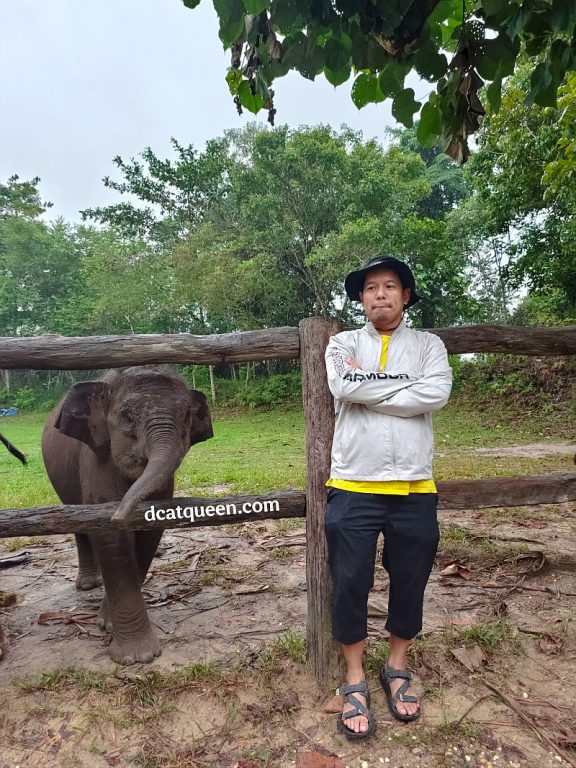 wisata alam di riau melihat gajah