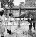cerita gajah tari di tessonilo