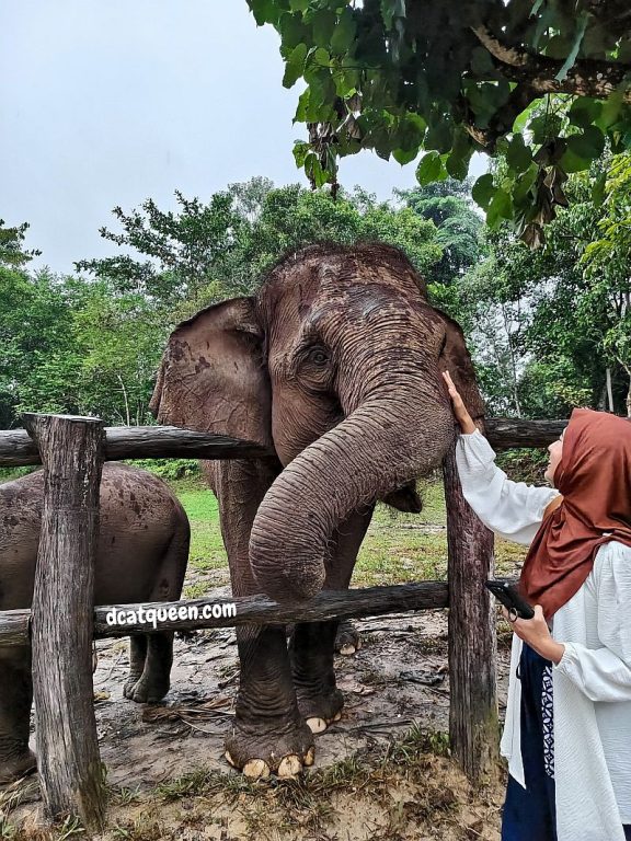 bermain bersama gajah di riau