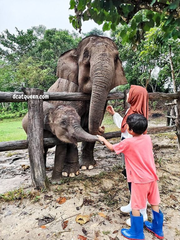 berita bayi gajah yang terkena eehv