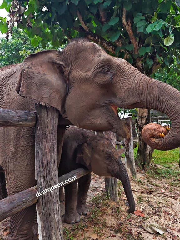 bermain bersama gajah sumatera