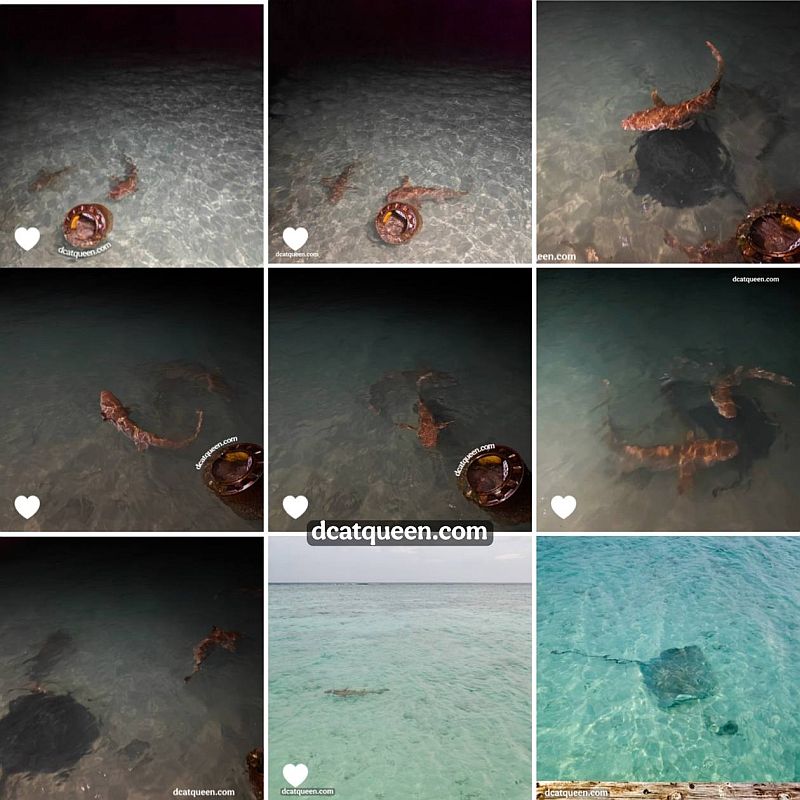 hotel yang bisa melihat hiu tiap malam di maldives