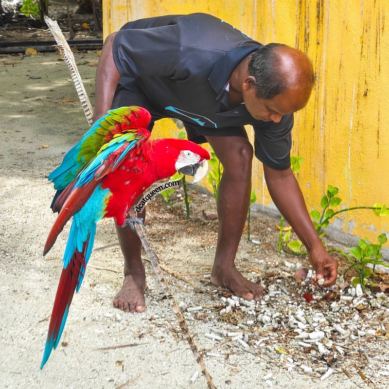 pulau lokal di maldives