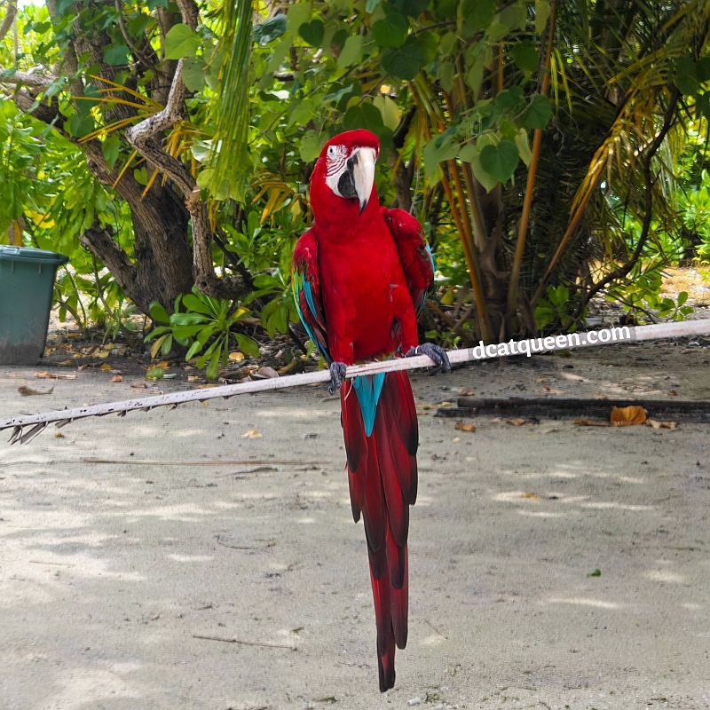 pulau lokal di maldives