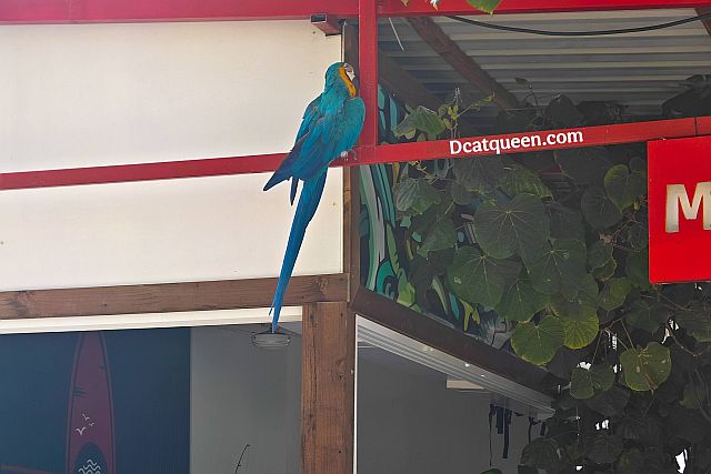 hewan yang banyak di maldives