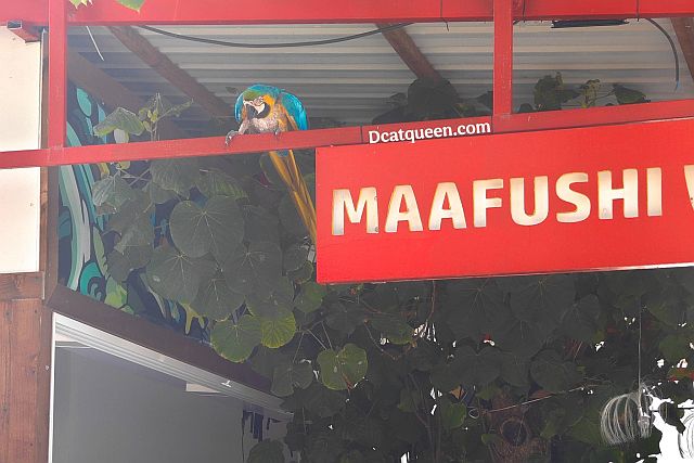 hewan yang ada di maldives