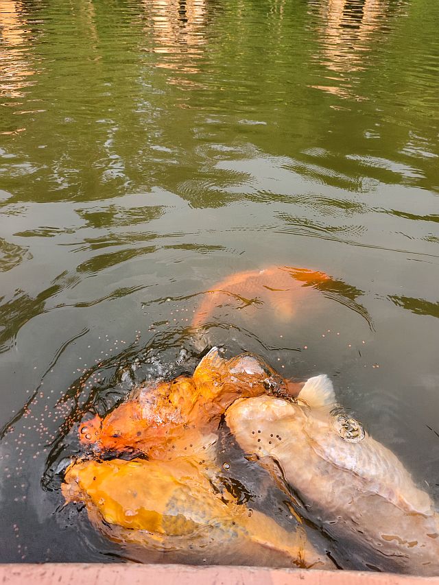 tempat menarik di lembang