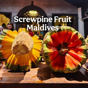 SCREWPINE, BUAH UNIK YANG BANYAK DI PESISIR MALDIVES