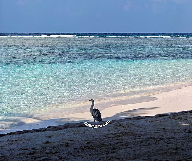 wisata seru di maldives