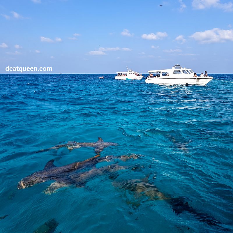 wisata open trip setengah hari di maafushi