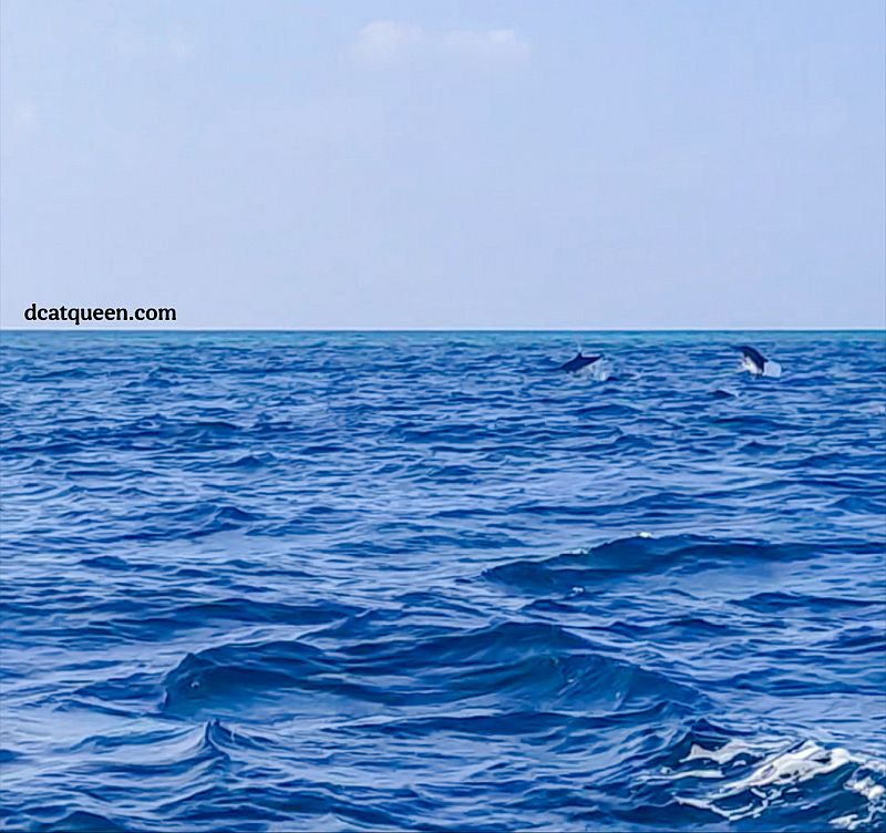 wisata setengah hari di maafushi